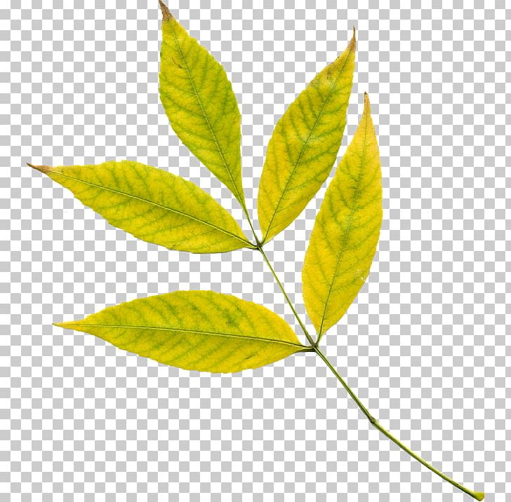 Autumn Leaf Color Yellow PNG, Clipart, Autumn, Autumn Leaf Color, Leaf, Plant, Plant Stem Free PNG Download