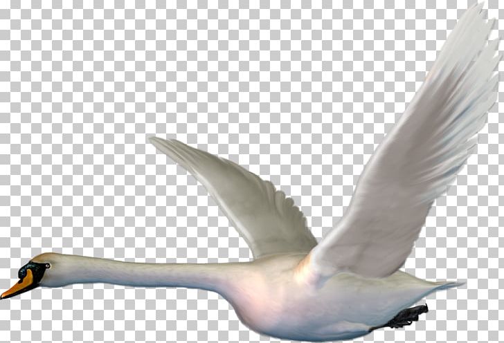 Cygnini The Magic Swan Geese Bird PNG, Clipart, Animal, Animals, Anser, Beak, Blog Free PNG Download