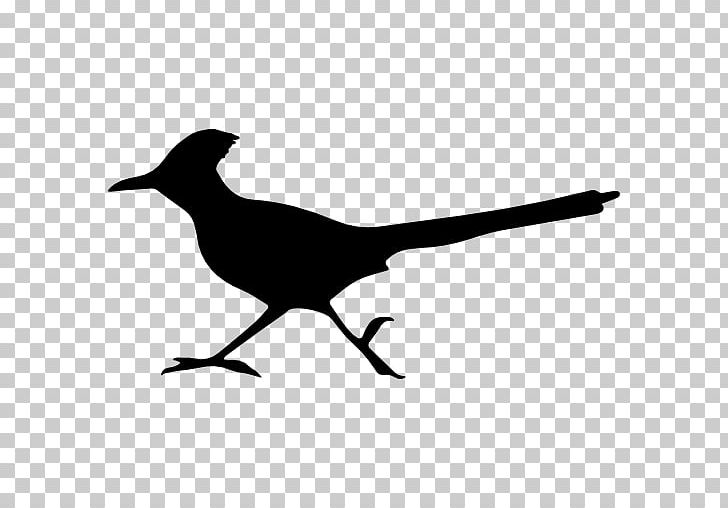 Greater Roadrunner Bird Wile E. Coyote And The Road Runner Plymouth Road Runner PNG, Clipart, Animal, Animal Kingdom, Animals, Beak, Bird Free PNG Download