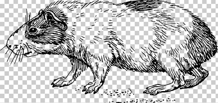 Guinea Pig Wombat Coloring Book Hamster PNG, Clipart, Animal, Animal Figure, Animals, Artwork, Beaver Free PNG Download