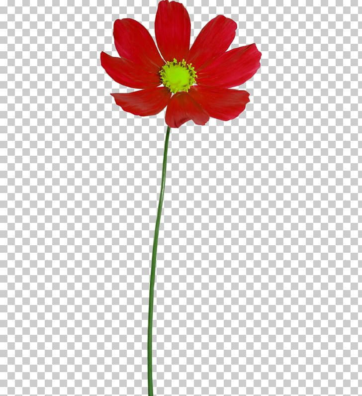 Computer Icons PNG, Clipart, Anemone, Computer Icons, Cosmos, Cut Flowers, Daisy Family Free PNG Download