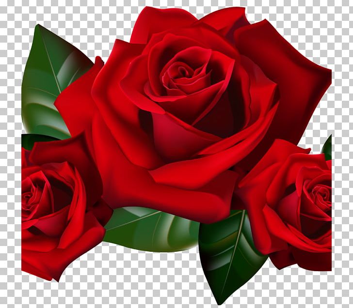 Rose Desktop PNG, Clipart, Cut Flowers, Desktop Wallpaper, Download, Floral Design, Floribunda Free PNG Download