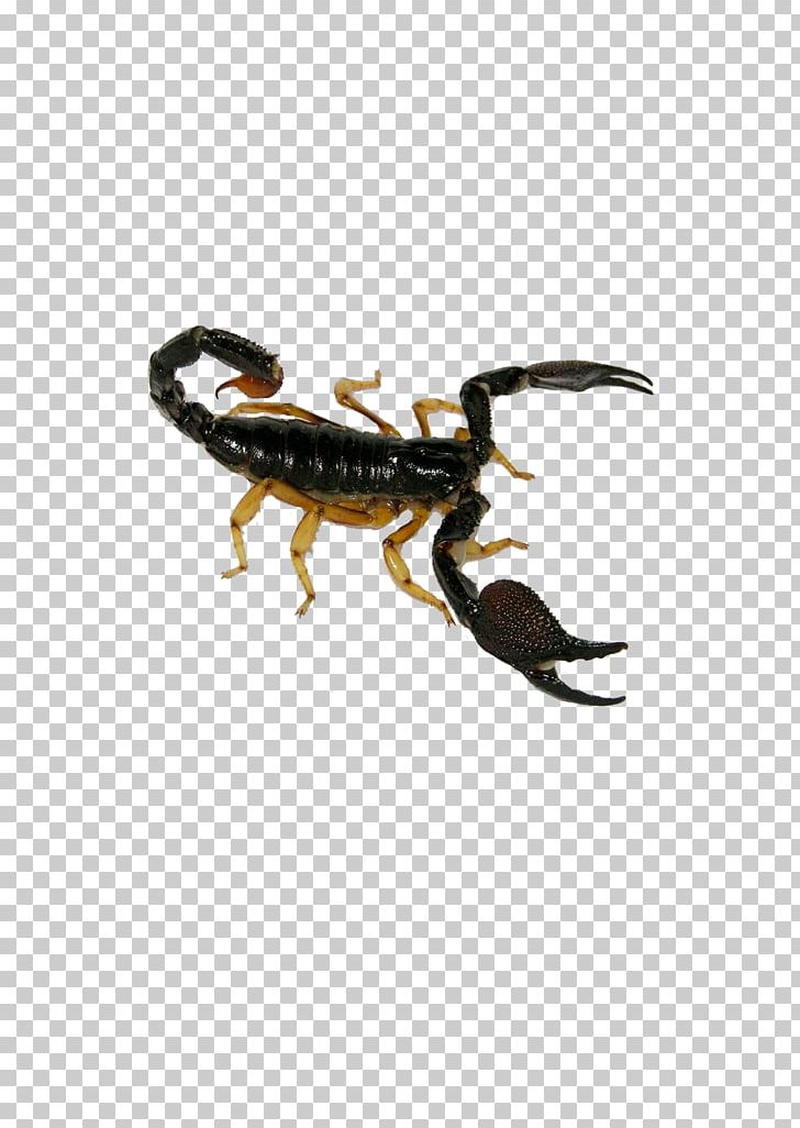 Scorpion Deathstalker Insect Poison PNG, Clipart, Animal, Animals, Bugs, Buthidae, Cute Insects Free PNG Download