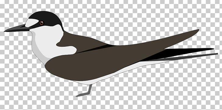 Sooty Tern States And Territories Of India Duck Lakshadweep Common Hill Myna PNG, Clipart, Admin, Animals, Beak, Bird, Charadriiformes Free PNG Download