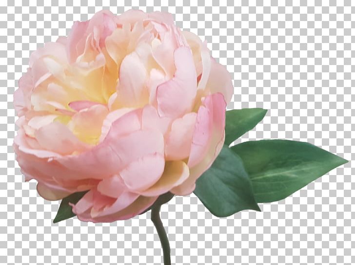 Centifolia Roses Garden Roses Peony Artificial Flower Pink PNG, Clipart, Artificial Cream, Artificial Flower, Camellia, Centifolia Roses, Cream Free PNG Download