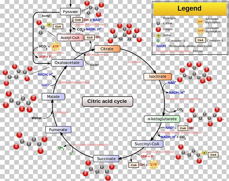 Citric Acid Cycle Cellular Respiration Pyruvic Acid Metabolic Pathway PNG, Clipart, Acetylcoa, Acetyl Group, Adenosine Triphosphate, Aerobic Organism, Area Free PNG Download