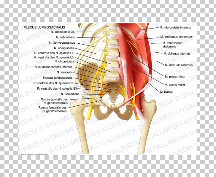 Lumbar Plexus Sacral Plexus Ilioinguinal Nerve Iliohypogastric Nerve PNG, Clipart, Ear, Finger, Hand, Human Body, Ilioinguinal Nerve Free PNG Download