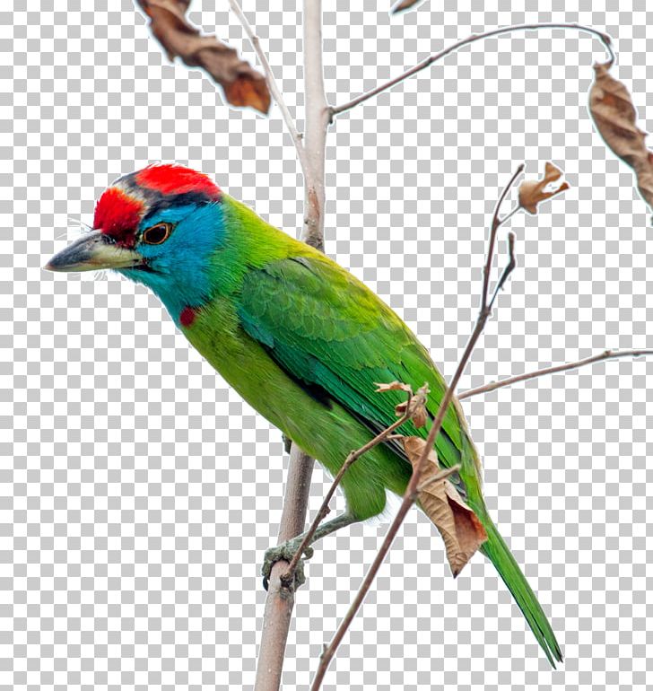 Macaw Parakeet Feather Beak Wing PNG, Clipart, Animals, Beak, Binocular, Binoculars, Bird Free PNG Download