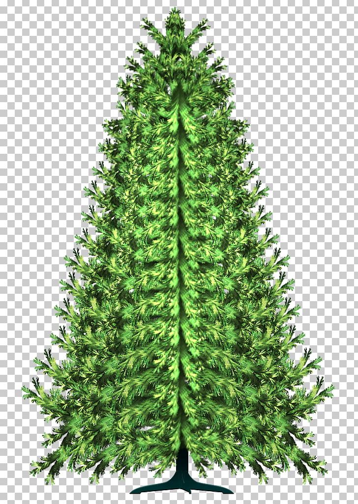 Pine Tree Conifers Spruce PNG, Clipart, Abies Religiosa, Arvores, Christmas Decoration, Christmas Ornament, Christmas Tree Free PNG Download
