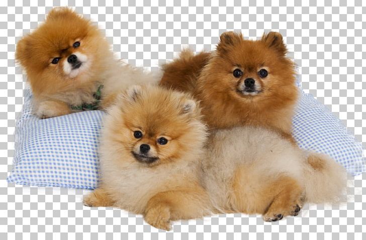 Pomeranian Puppy Pembroke Welsh Corgi Bully Kutta Dog Breed PNG, Clipart, Ancient Dog Breeds, Animal, Animals, Breed, Carnivoran Free PNG Download