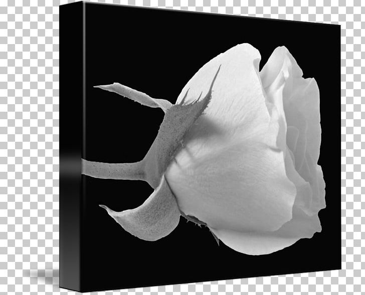 Rose Family Black And White Photography PNG, Clipart, Black, Black And White, Flower, Flowering Plant, Hand Free PNG Download