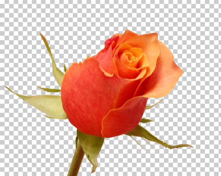Garden Roses Cabbage Rose Floribunda Cut Flowers Petal PNG, Clipart, Bud, China Rose, Chinese Cuisine, Closeup, Closeup Free PNG Download