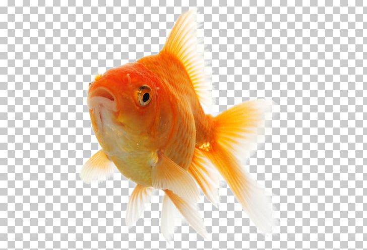 Goldfish Feeder Fish PNG, Clipart, Animals, Bony Fish, Closeup, Download, Feeder Fish Free PNG Download