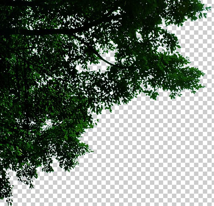 Jiamusi Template PNG, Clipart, Autumn Leaves, Banana Leaves, Biome, Branch, Coreldraw Free PNG Download