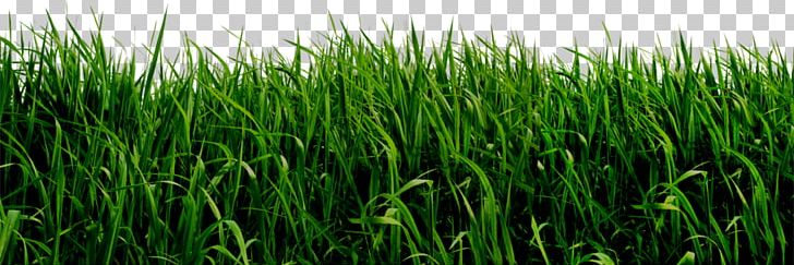 Lawn Ornamental Grass PNG, Clipart, Bluegrass, Clip Art, Clipboard, Commodity, Editing Free PNG Download