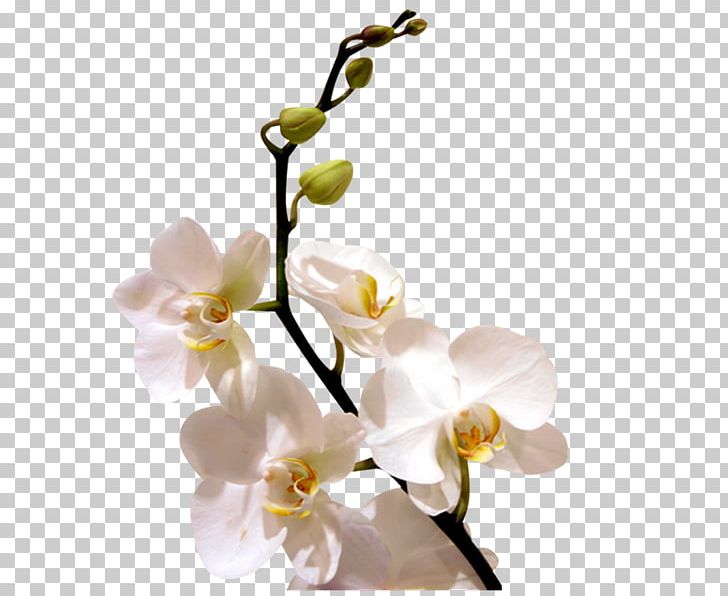 Orchids Flower Desktop PNG, Clipart, Blossom, Branch, Cut Flowers, Desktop Wallpaper, Flower Free PNG Download