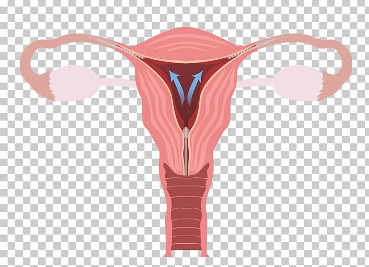 Ovary Female Reproductive System Uterus Fallopian Tube PNG, Clipart, Egg Cell, Fallopian Tube, Female Reproductive System, Horn, Human Body Free PNG Download