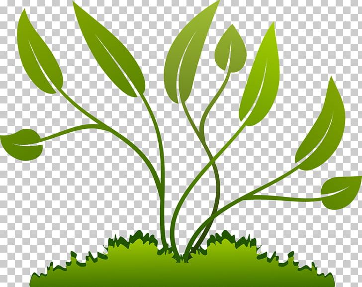 Plant Seed PNG, Clipart, Branch, Coffea, Diagram, Drawing, Eggplant Free PNG Download