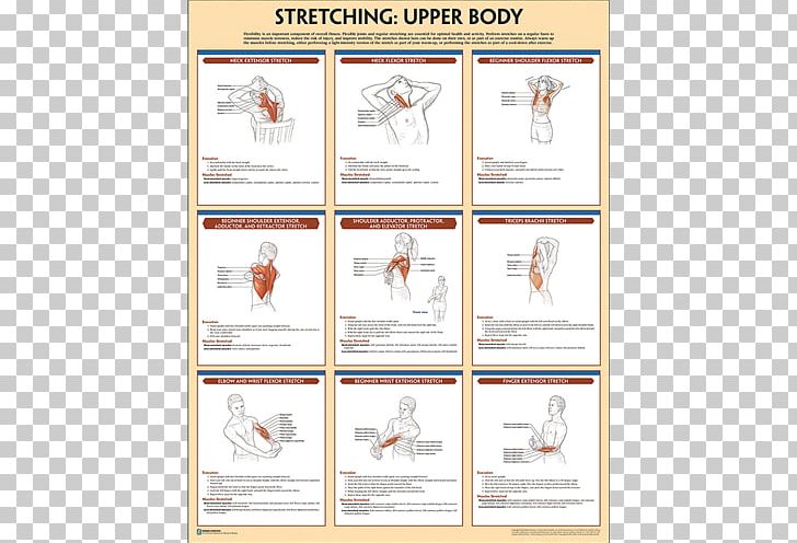 Bodyweight Strength Training Anatomy Bodyweight Exercise Stretching Poster PNG, Clipart, Area, Bodyweight Exercise, Brand, Circuit Training, Exercise Free PNG Download