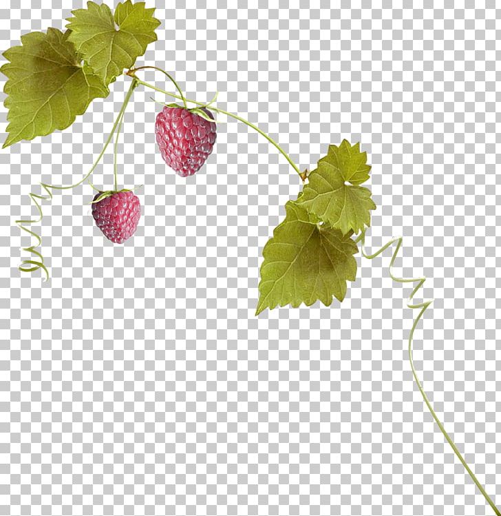 Strawberry Aedmaasikas PNG, Clipart, Autumn Leaves, Banana Leaves, Branch, Branches, Branches And Leaves Free PNG Download