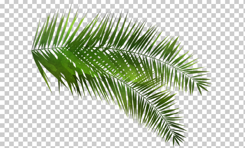 Palm Tree PNG, Clipart, Arecales, Branch, Conifer, Cycad, Elaeis Free PNG Download