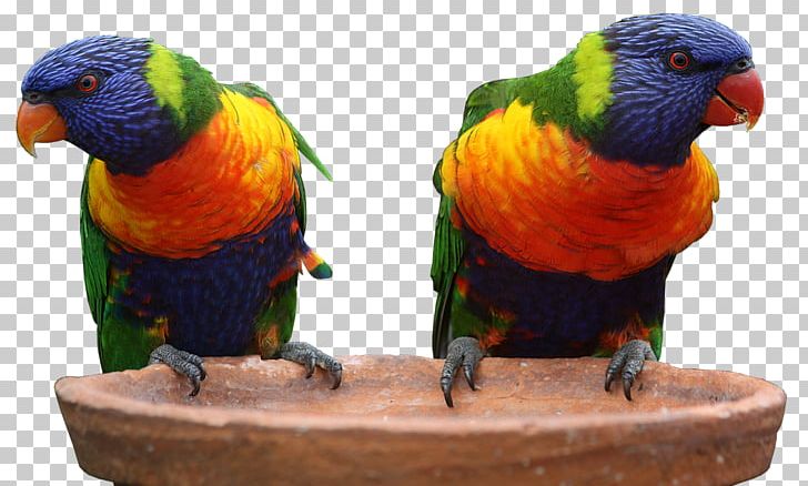 Australia Parrot Bird Budgerigar Rainbow Lorikeet PNG, Clipart, Animals, Australia, Australians, Beak, Bird Free PNG Download