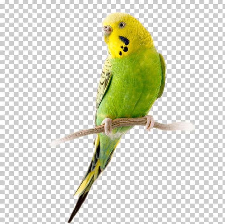 Budgerigar Parrot Bird Parakeet Stock Photography PNG, Clipart, Beak, Bird, Budgerigar, Common Pet Parakeet, Depositphotos Free PNG Download