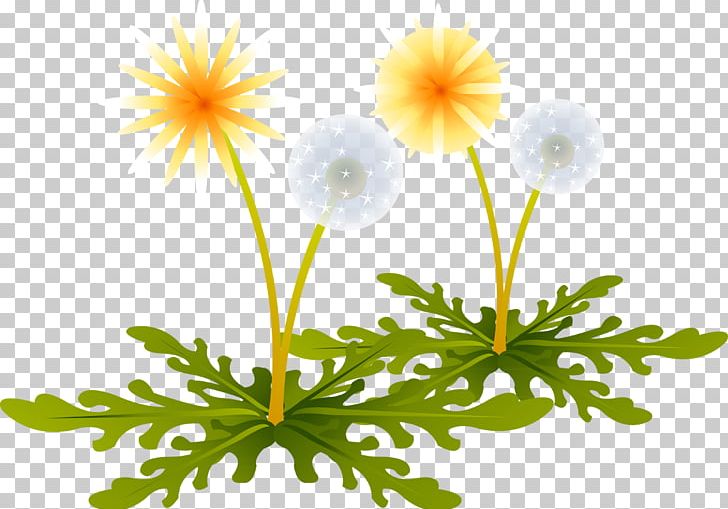 Dandelion Encapsulated PostScript PNG, Clipart, Chamaemelum Nobile, Daisy Family, Encapsulated Postscript, Flower, Flowering Plant Free PNG Download