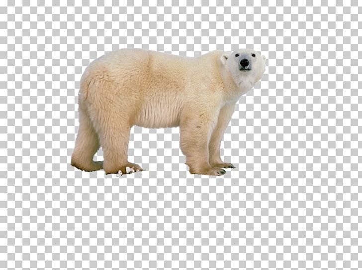 Polar Bear Horse T-shirt PNG, Clipart, Animal, Animal Figure, Bear, Carnivoran, Cuteness Free PNG Download