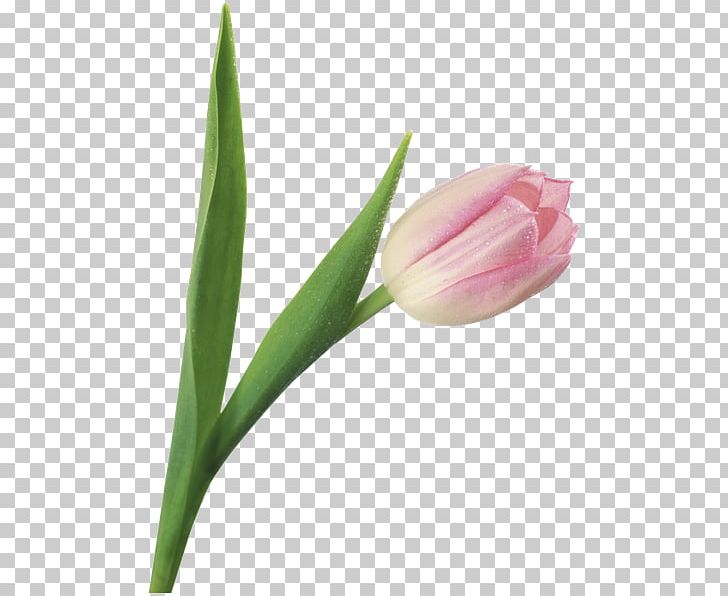 Tulip Flower PNG, Clipart, Blue, Bud, Color, Cut Flowers, Desktop Wallpaper Free PNG Download