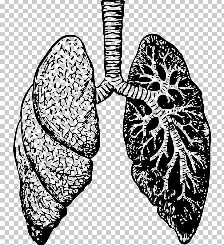 Drawing Lung PNG, Clipart, Anatomic Heart, Anatomy, Black And White, Bronchus, Butterfly Free PNG Download