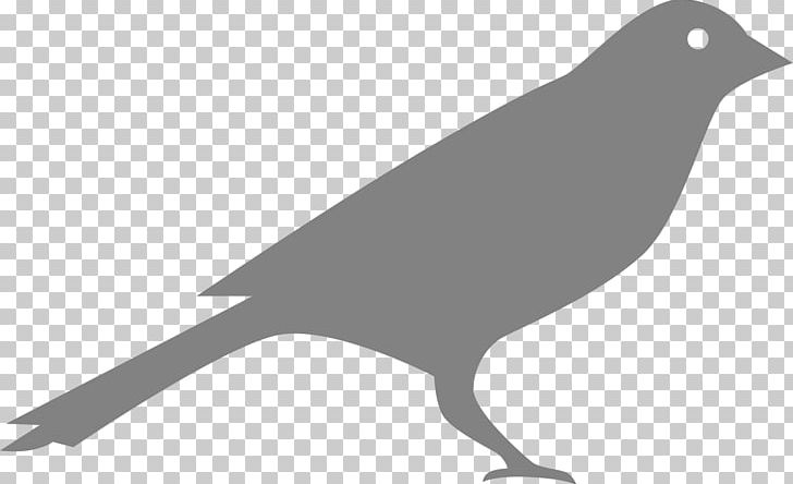 Bird Augur Peregrine Falcon Kestrel PNG, Clipart, American Sparrows, Animals, Augur, Beak, Bird Free PNG Download