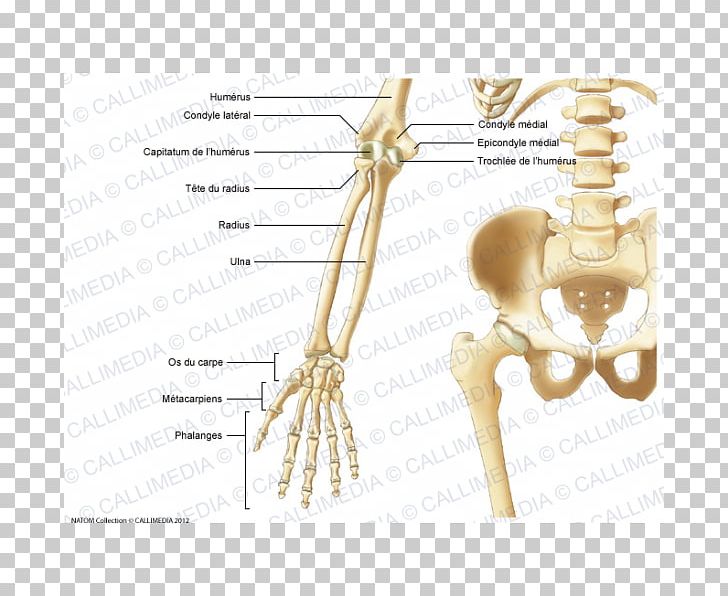 Finger Pelvis Human Anatomy Bone PNG, Clipart, Abdomen, Anatomy, Angle, Arm, Blitum Capitatum Free PNG Download