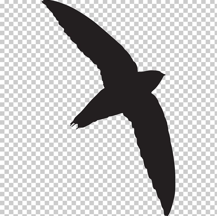 All About Birds Chimney Swift Vaux's Swift PNG, Clipart, All About Birds, Animal, Animals, Beak, Bird Free PNG Download