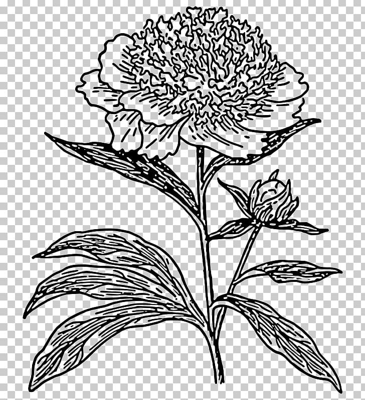 Drawing Line Art Peony PNG, Clipart, Art, Artwork, Black And White, Coloring Book, Cut Flowers Free PNG Download