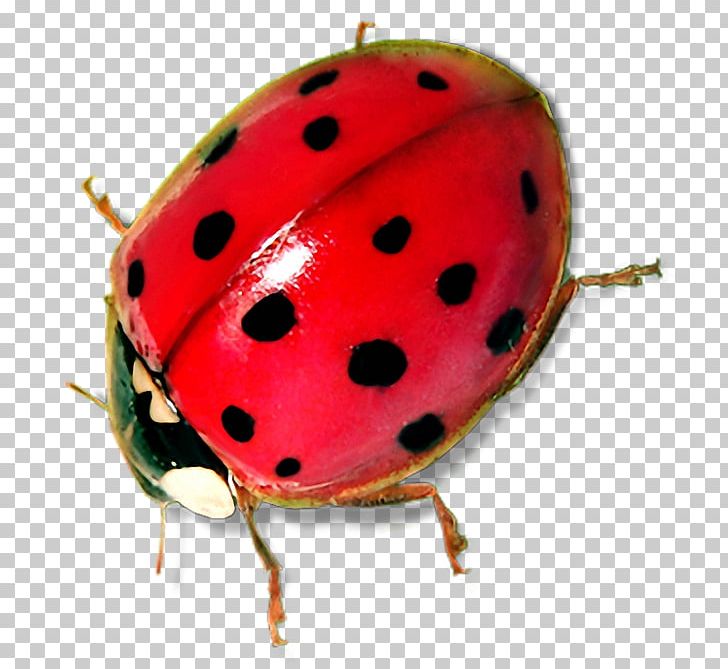 Ladybird Beetle Seven-spot Ladybird PNG, Clipart, Arthropod, Beetle, Data Compression, Definition, Download Free PNG Download