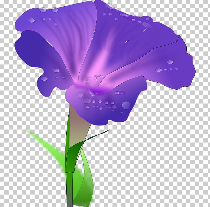 Morning Glory Ipomoea Purpurea Drawing PNG, Clipart, Annual Plant, Clip Art, Drawing, Flora, Flower Free PNG Download