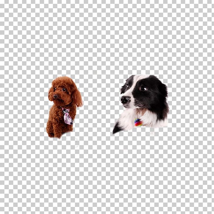 Cavalier King Charles Spaniel Boykin Spaniel English Springer Spaniel Welsh Springer Spaniel PNG, Clipart, 3d Animation, Animal, Animals, Animation, Carnivoran Free PNG Download