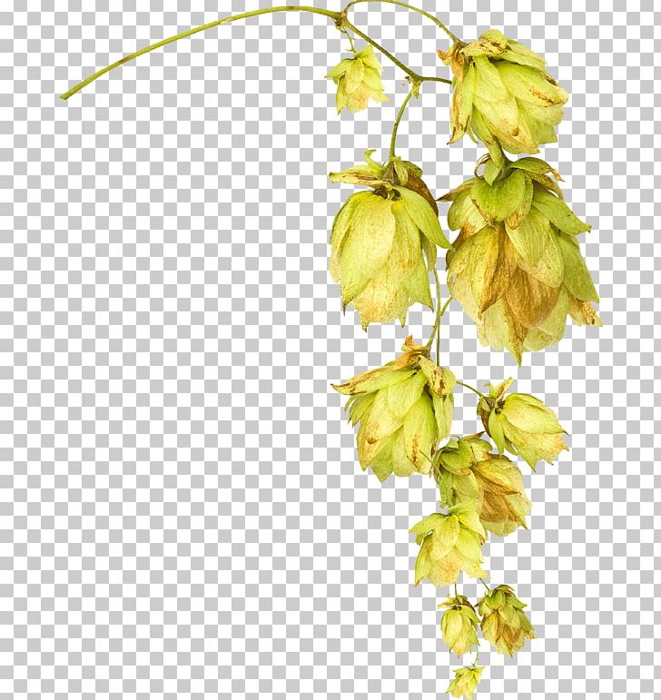 Flower Photography PNG, Clipart, Autumn, Blume, Branch, Dead Leaves, Download Free PNG Download