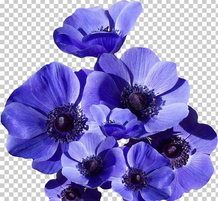 Photography PNG, Clipart, Annual Plant, Art, Blue, Blue Flower, Cobalt Blue Free PNG Download