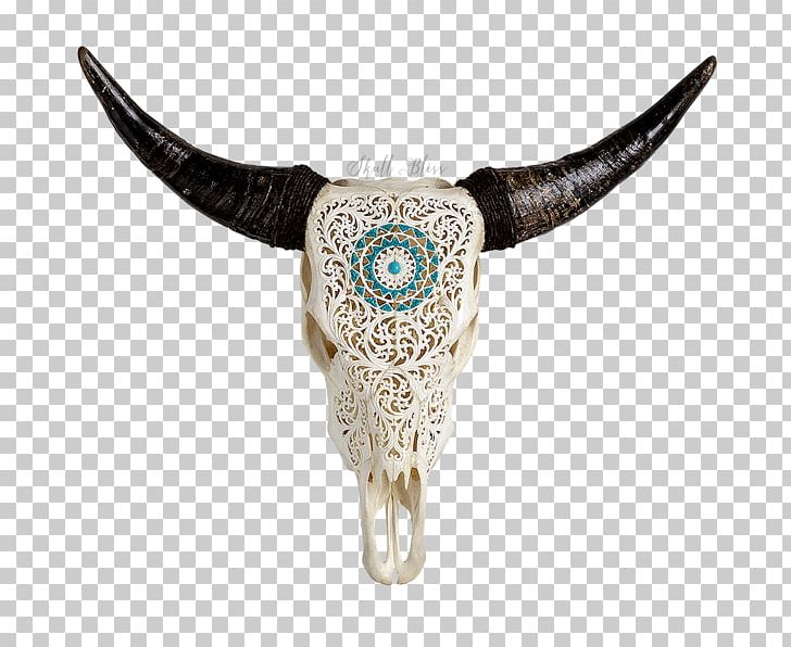 Texas Longhorn English Longhorn Murray Grey Cattle Skull PNG, Clipart, Animal, Animal Skulls, Bone, Bull, Cattle Free PNG Download