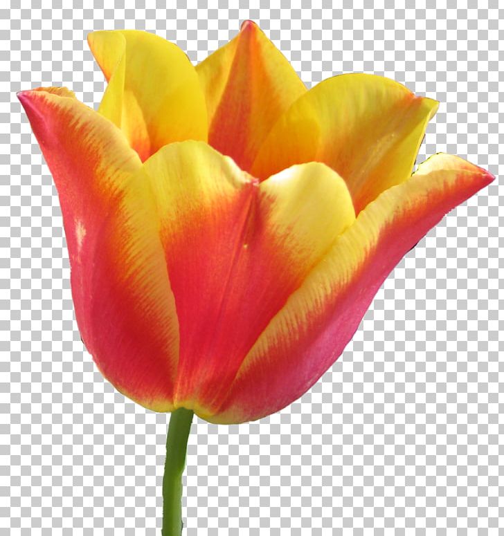 Tulip Computer Graphics Cut Flowers Plant Stem PNG, Clipart, Bud, Calendar, Closeup, Closeup, Computer Free PNG Download