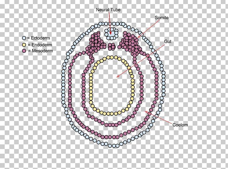 Vertebrate Neurulation Embryo Ontogeny PNG, Clipart, Bead, Circle, Cross Section, Developmental Biology, Development Of The Nervous System Free PNG Download