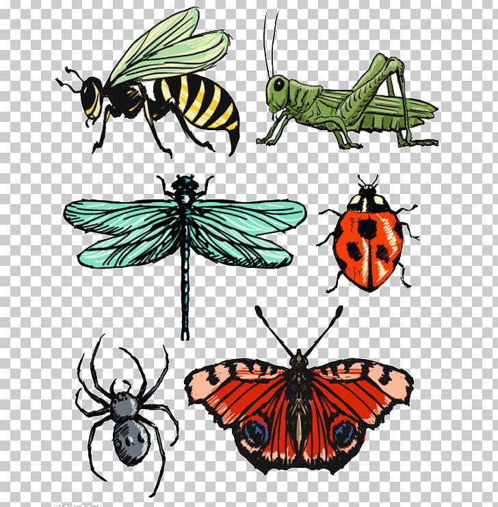 Insect Butterfly Drawing PNG, Clipart, Animals, Balloon Cartoon, Brush Footed Butterfly, Cartoon, Cartoon Alien Free PNG Download