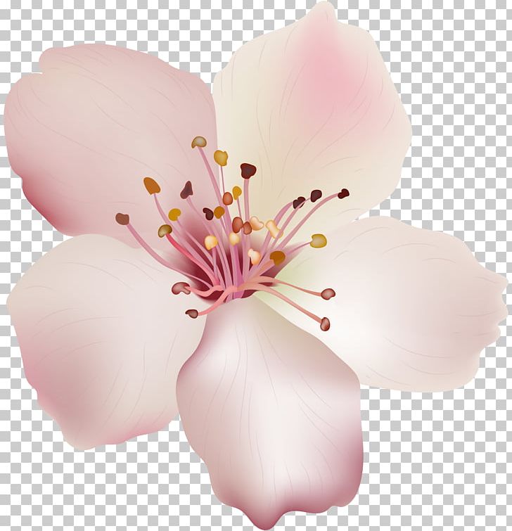 Cut Flowers Magnoliaceae Moth Orchids PNG, Clipart, Blossom, Cut Flowers, Family, Flower, Flowering Plant Free PNG Download