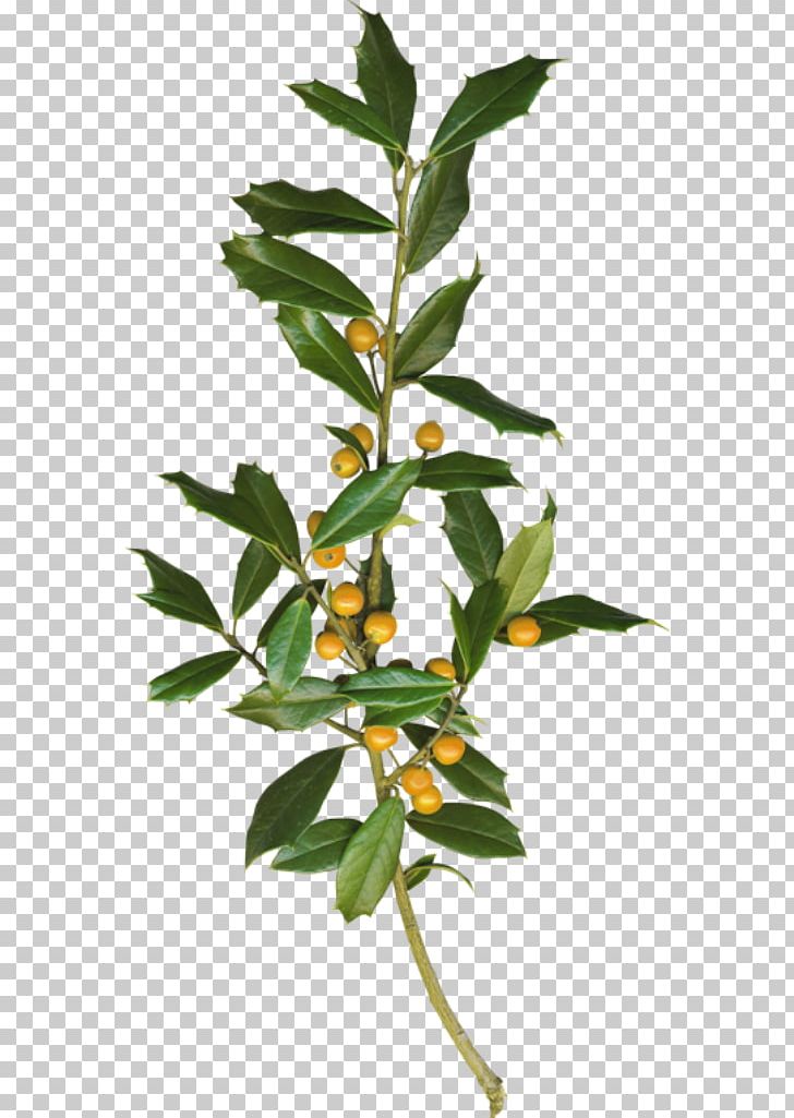 Leaf Twig Bay Laurel Branch PNG, Clipart, Bay Laurel, Branch, Collage, Evergreen, Flower Free PNG Download