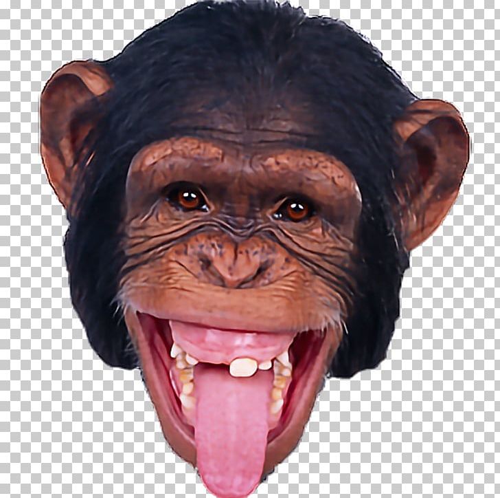 Monkey Orangutan PNG, Clipart, Animals, App, Chimpanzee, Common Chimpanzee, Computer Icons Free PNG Download