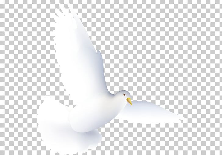 Water Bird Pigeons And Doves Beak PNG, Clipart, Anatidae, Beak, Bird, Columbidae, Cygnini Free PNG Download