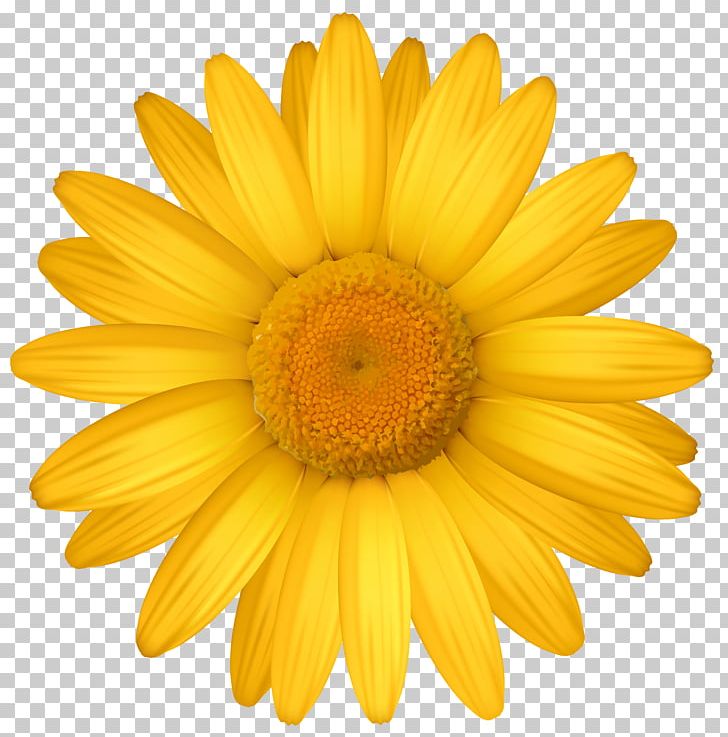 Yellow Common Daisy Transvaal Daisy PNG, Clipart, Chrysanthemum, Chrysanths, Closeup, Color, Common Daisy Free PNG Download