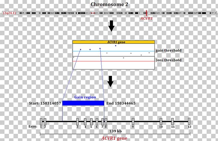 ACVR1 Gene Fibrodysplasia Ossificans Progressiva Mutation Chromosome PNG, Clipart, Activin, Acvr1, Alternative Splicing, Angle, Area Free PNG Download